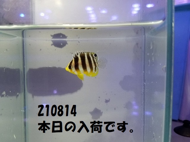 春日井店　海水ブログ　210814
