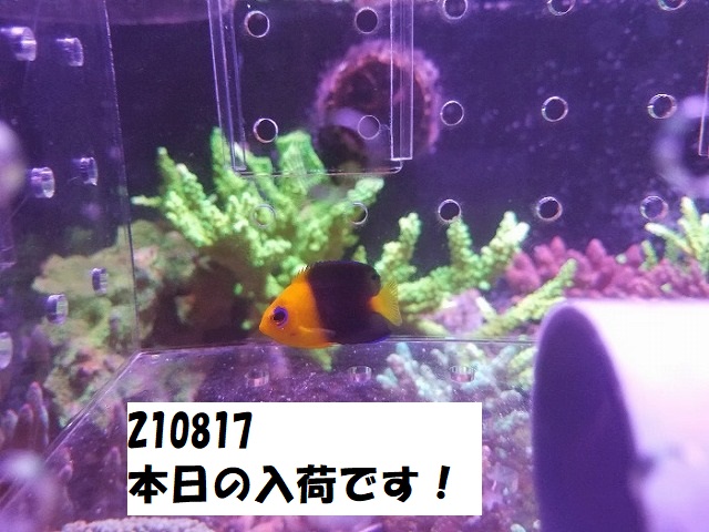 春日井店　海水ブログ　210817