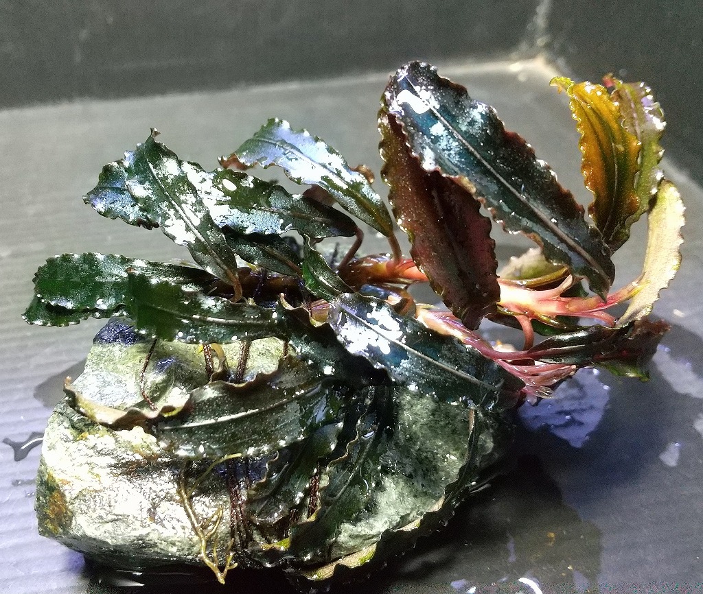 ブセファランドラ在庫！！