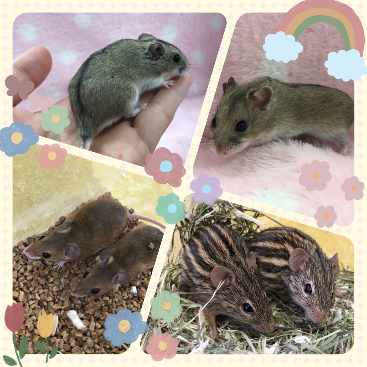【インター小動物】ちょこっと珍しいネズミたちの紹介ブログでありんす。