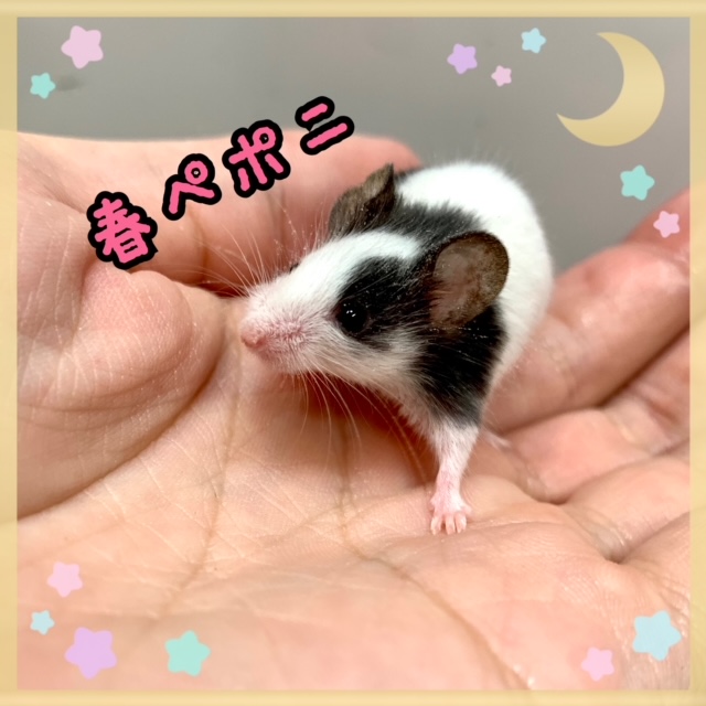 【春ペポニ】人気！ぶち鼠！！