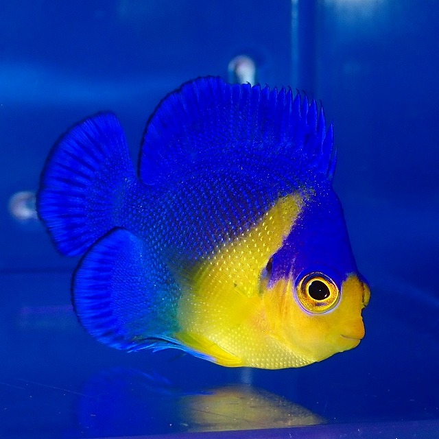 石垣とアフリカ♪