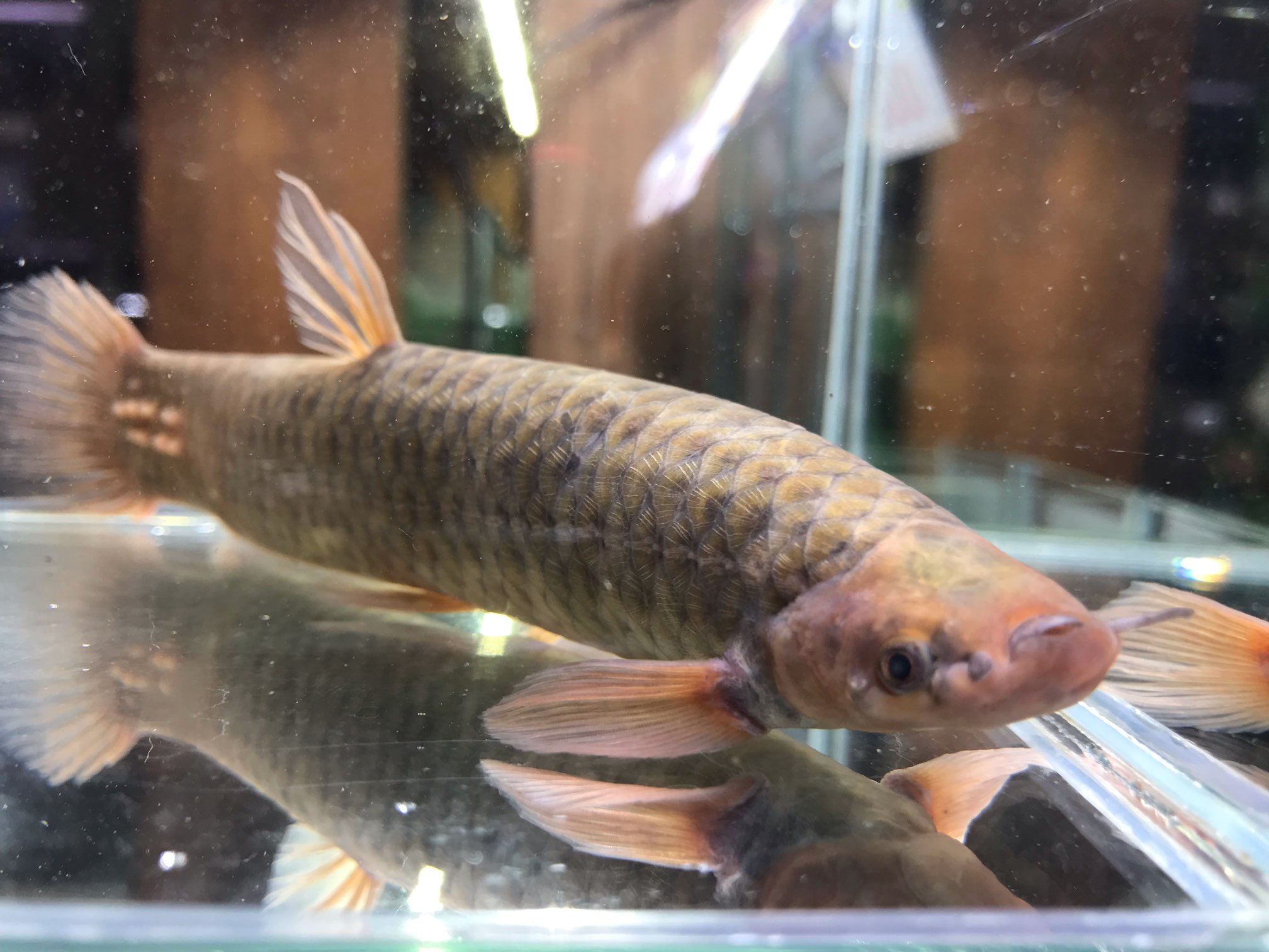 8月6日　新入荷！春日井熱帯魚