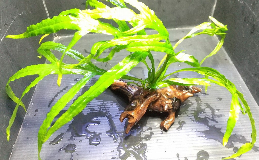 置くだけ水草！ | 名古屋のペットショップRemix【リミックス・ペポニ】