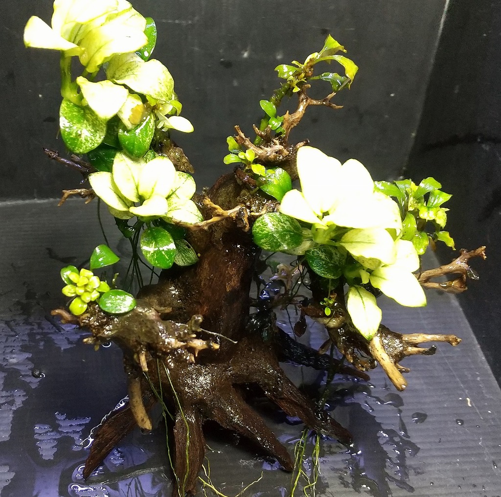 置くだけ水草！