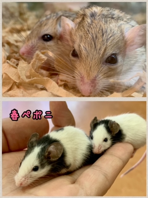 【春ペポニ】人気ネズミ入荷！
