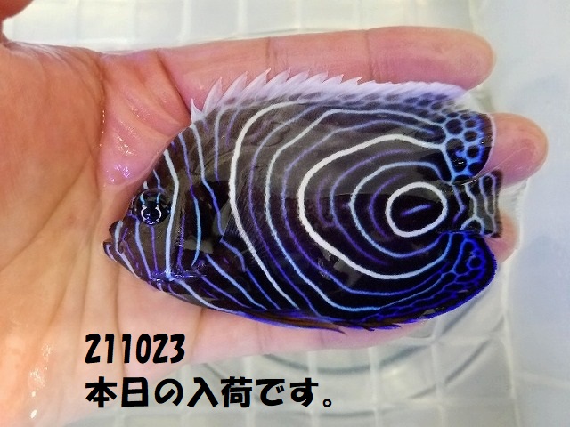 春日井店　海水ブログ　211023
