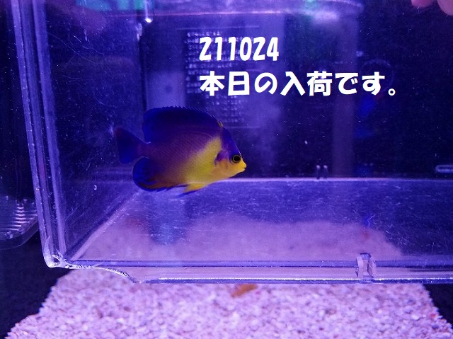 春日井店　海水ブログ　211024