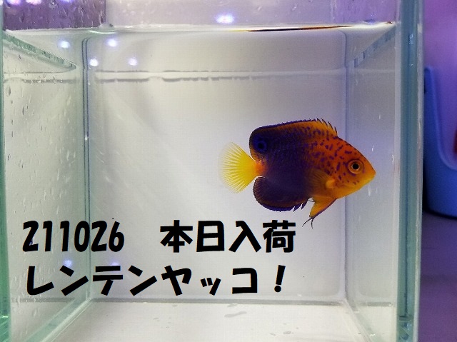 春日井店　海水ブログ　211026