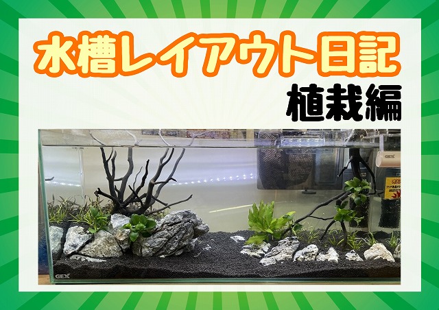 熱帯魚水槽始めました 植栽編 名古屋のペットショップremix リミックス ペポニ