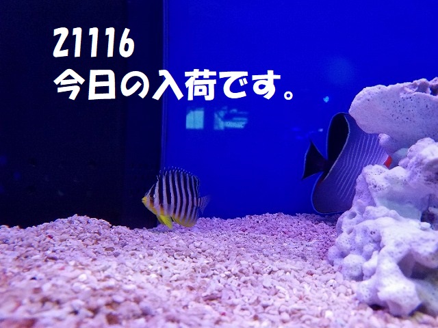 春日井店　海水ブログ　211106