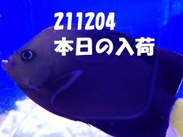春日井店　海水ブログ　211204