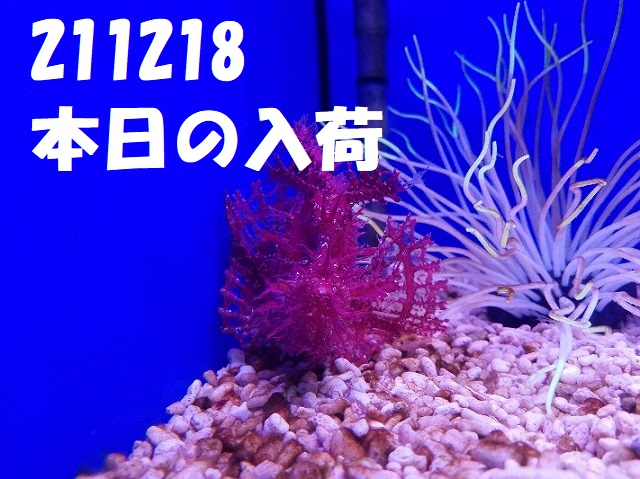 春日井店　海水ブログ　211218
