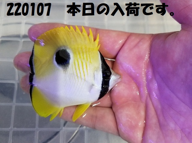 春日井店　海水ブログ　220107