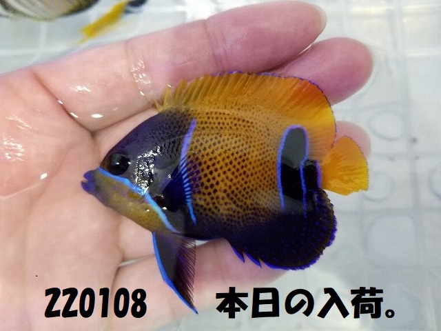春日井店　海水ブログ 220108