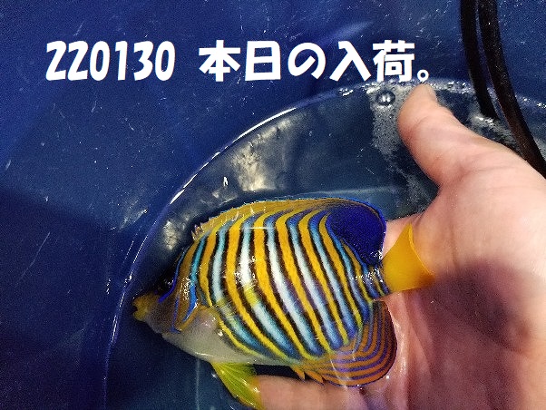 春日井店　海水ブログ　220130