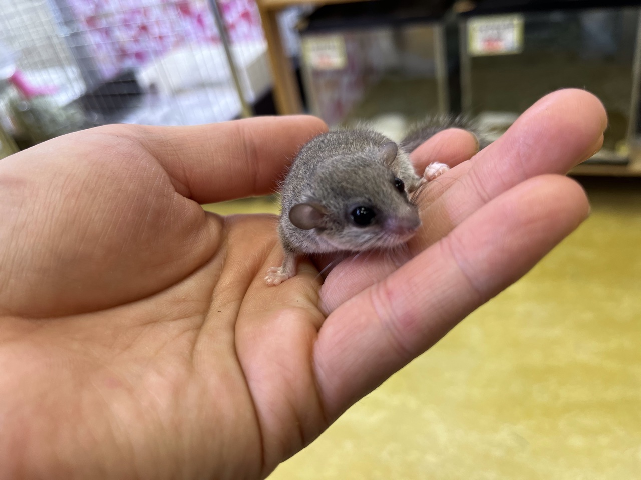 ほっとペット アフリカヤマネ ぬいぐるみ 作家 ハイホワイト血統からの