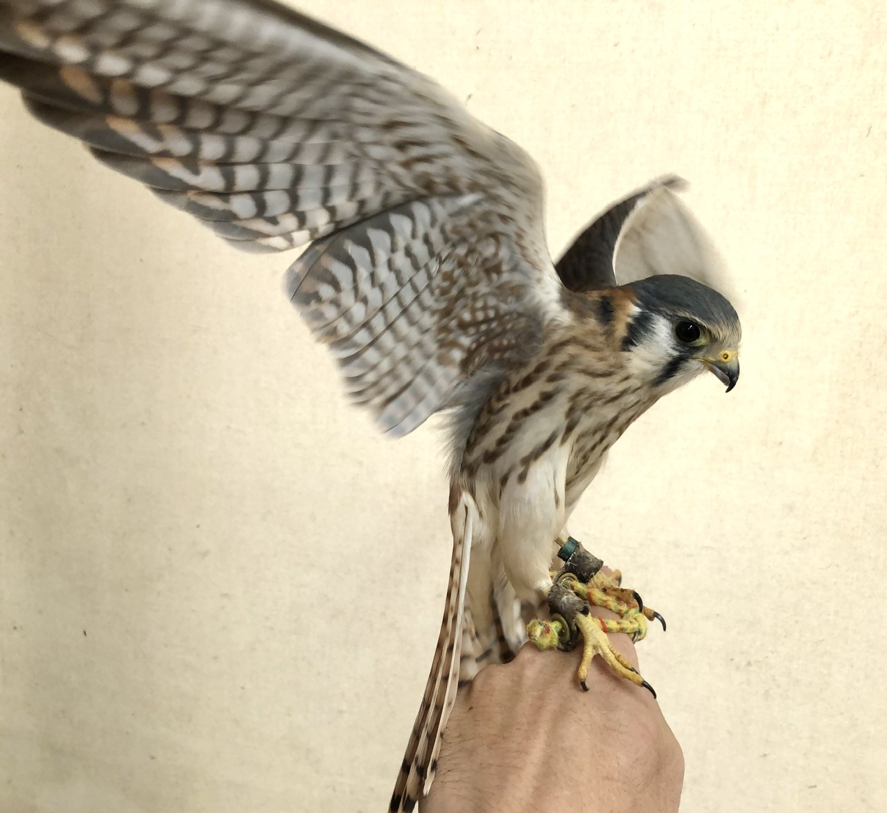 インター小動物 推し猛禽 アメチョウが来た 名古屋のペットショップremix リミックス ペポニ