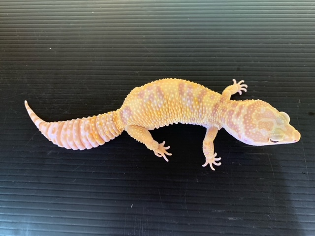 春ペポニ】デカーい！！！レオパきました！ | 名古屋のペットショップ