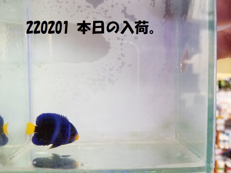 春日井店　海水ブログ　220201