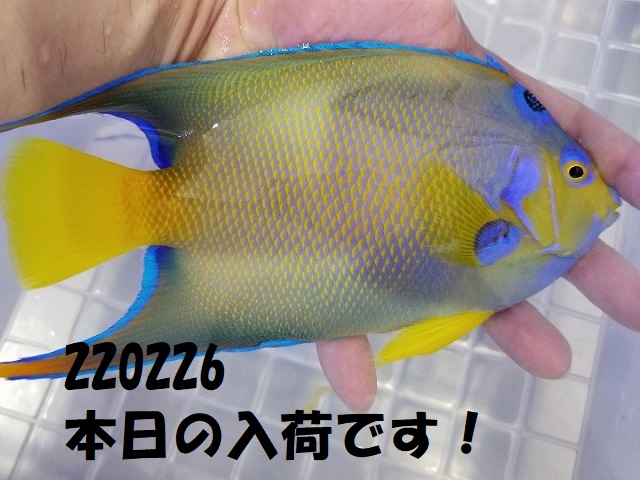 春日井店　海水ブログ　220226