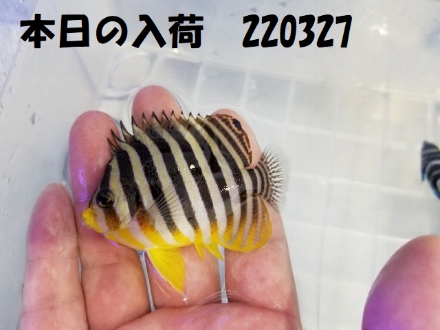 春日井店　海水ブログ　220327