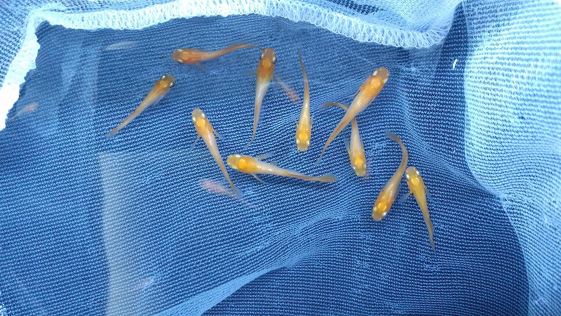 メダカのシーズン到来！