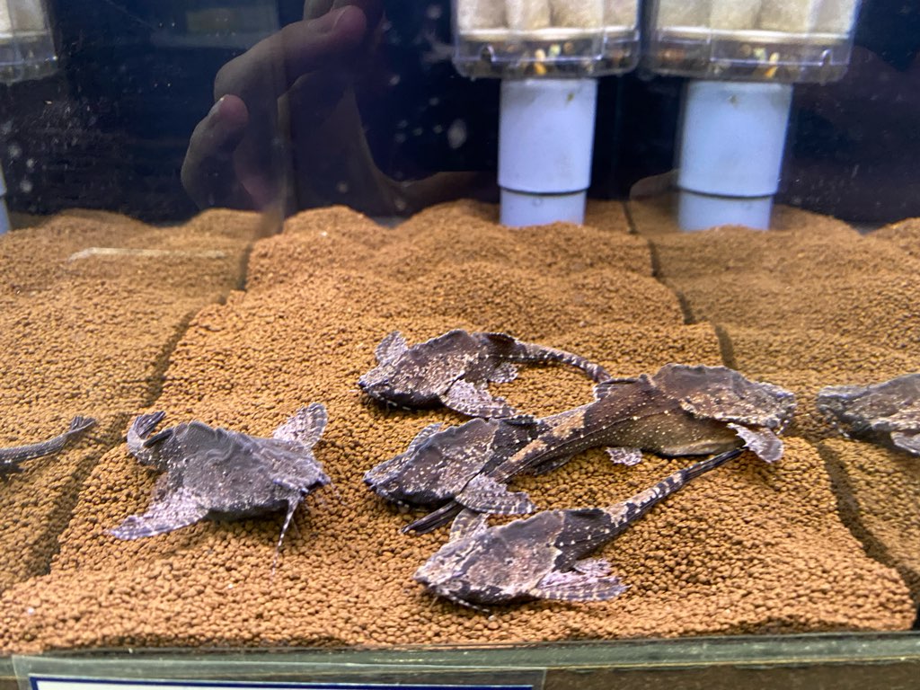 新入荷！！春日井熱帯魚＆オススメ生体ピックアップ