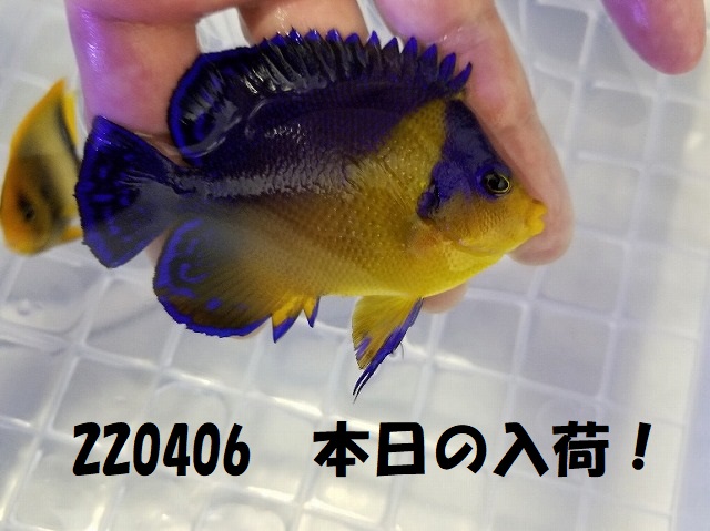 春日井店　海水ブログ　220406