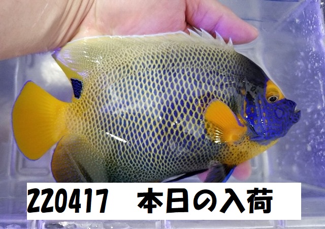 春日井店　海水ブログ　220417