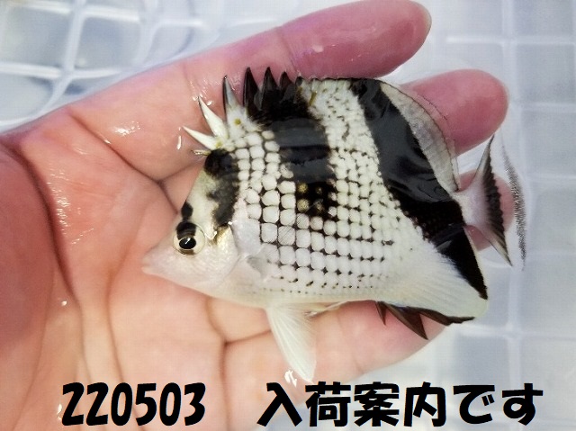 春日井店　海水ブログ　220503