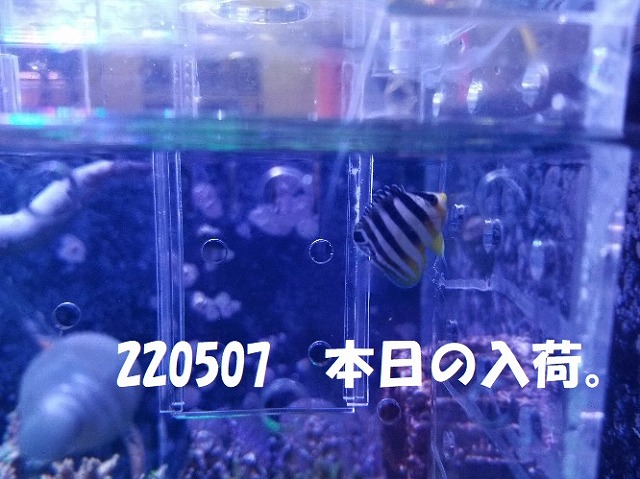 春日井店　海水ブログ　220507
