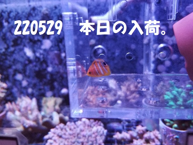 春日井店　海水ブログ　220529
