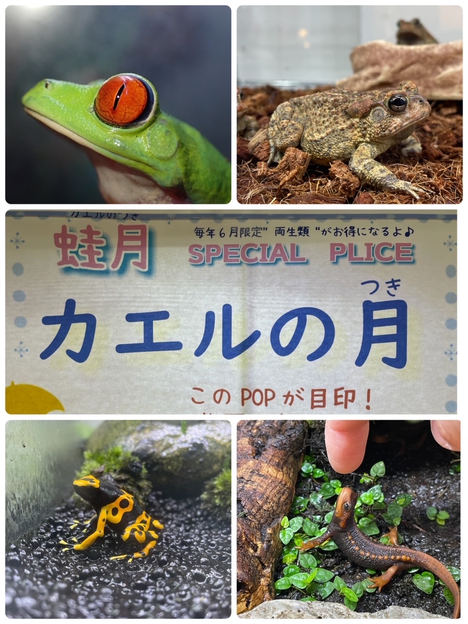 【春ペポニ】6月はカエルの月開催です！！