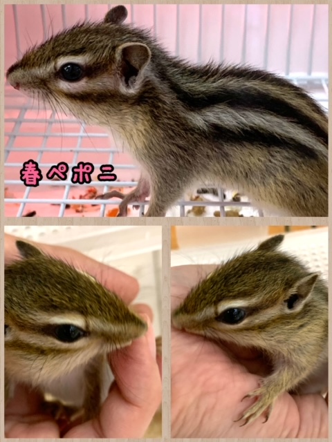 【春ペポニ】シマリスの追撃