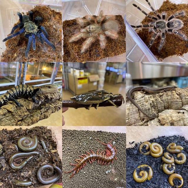 ゾゾゾ系のムシたち+α＠インター爬虫類