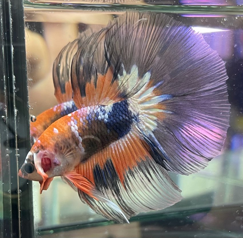 8/9ショーベタ入荷！！