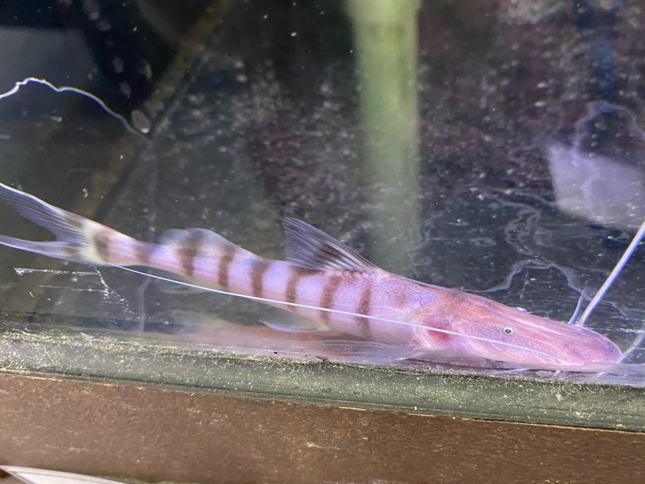 ゼブラキャット 22㎝± 引き取り限定