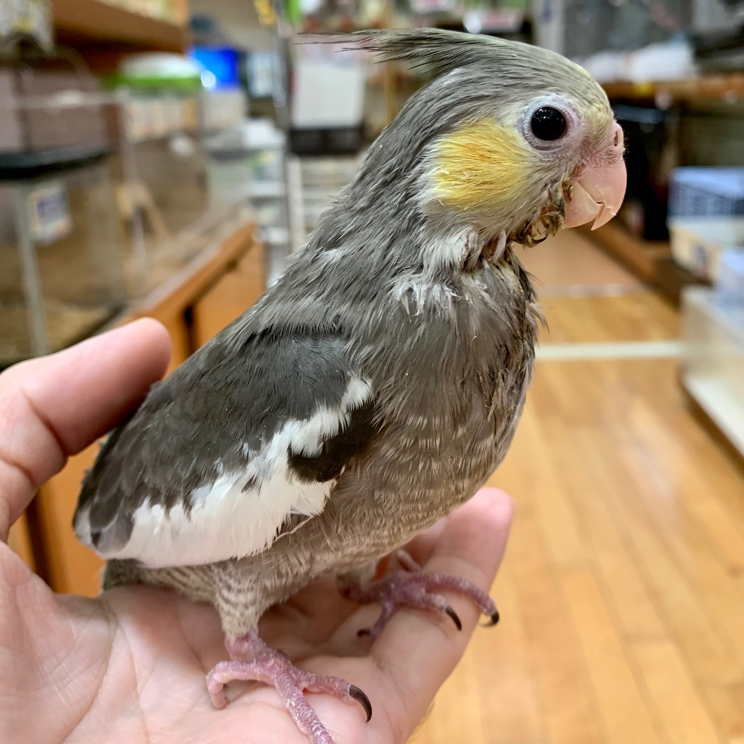 春ペポニ 日の丸ほっぺが沢山 名古屋のペットショップremix リミックス ペポニ