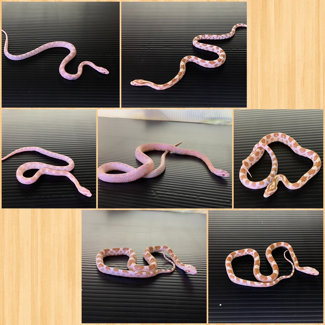 【春ペポニ】玉蜀黍蛇入荷！