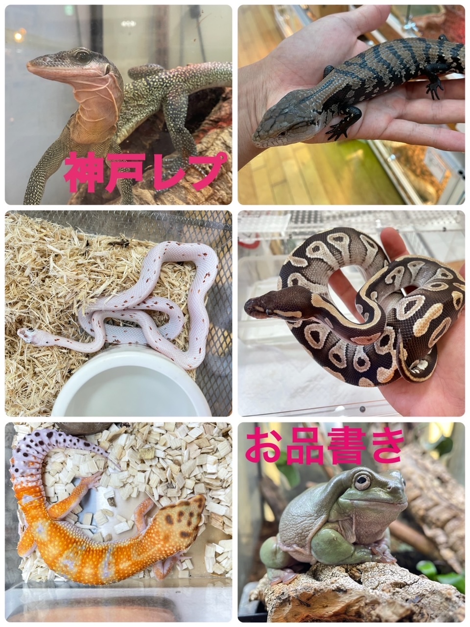 【春ペポニ】神戸レプ爬虫類お品書きブログ！