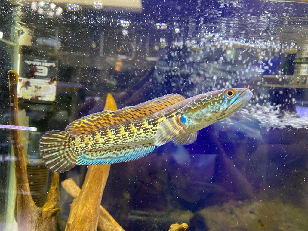 加藤おすすめ生体ピックアップ！！