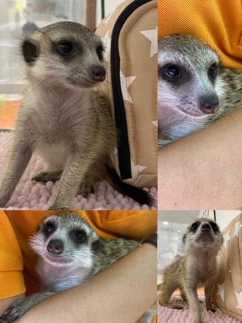 【春ペポニ】久々のミーちゃん