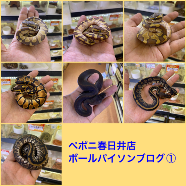 【春ペポニ】どどんとボール！①