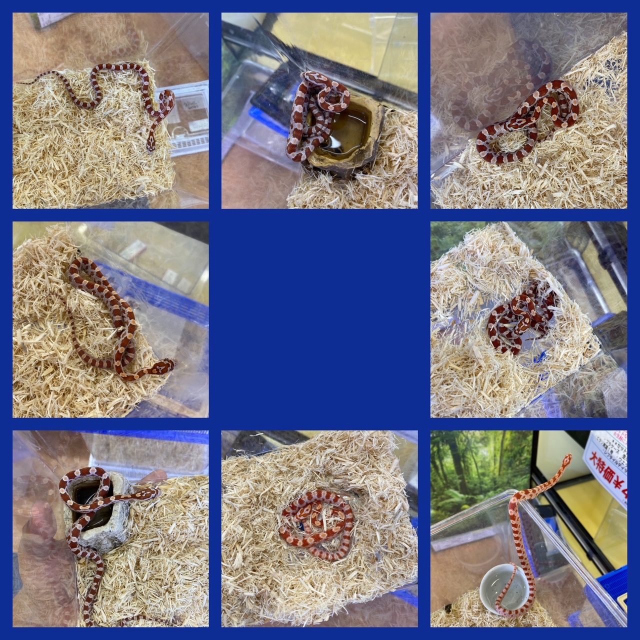 【春ペポニ】またまた入荷！コーンスネーク！