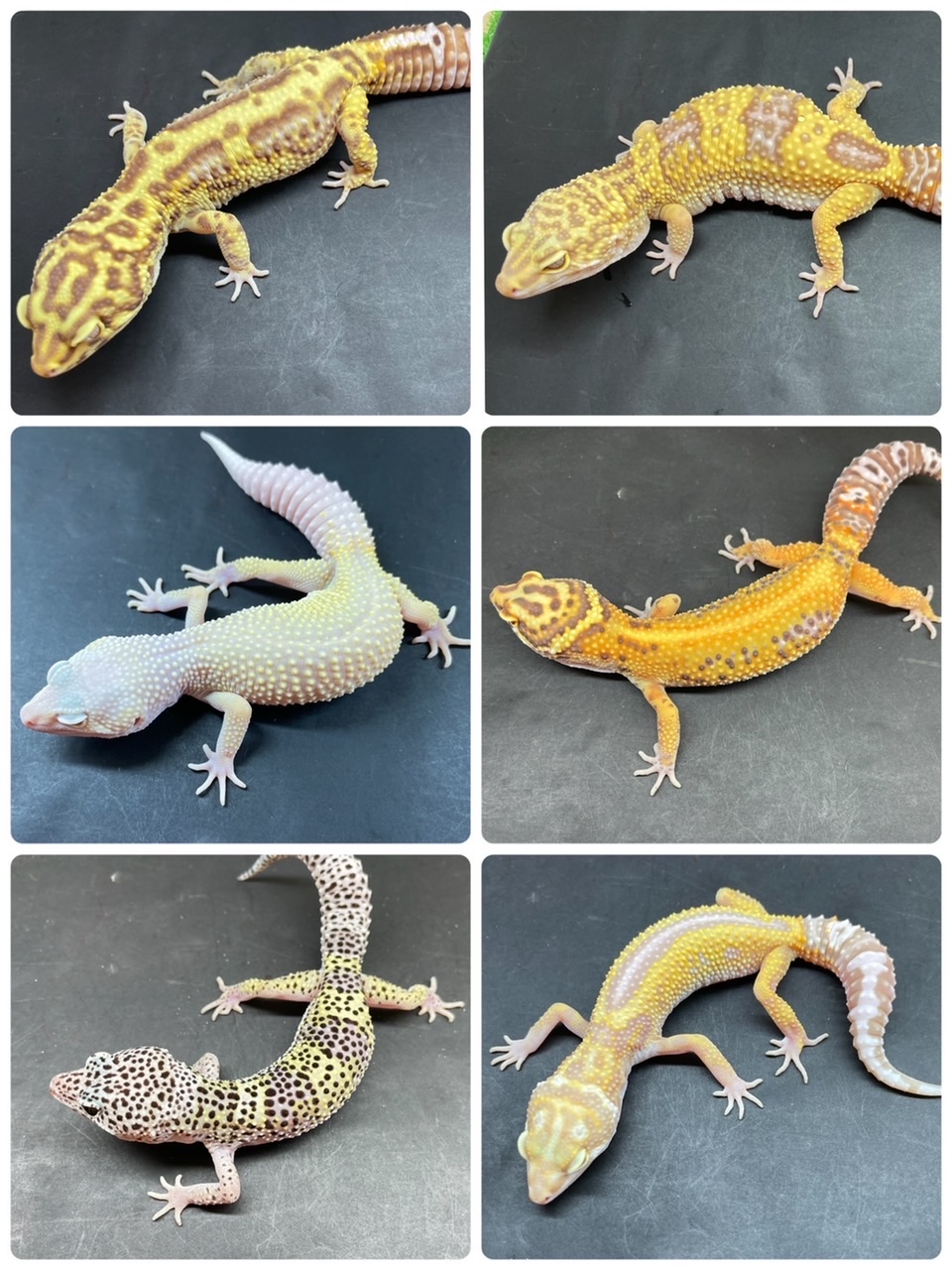 【春ペポニ】レオパの行進