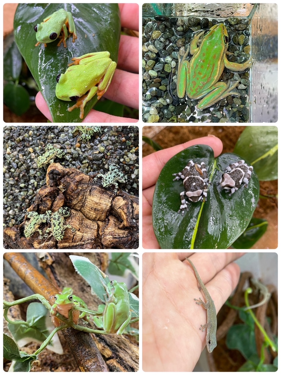 【春ペポニ】秋本番！ちっちゃいカエルたちとか