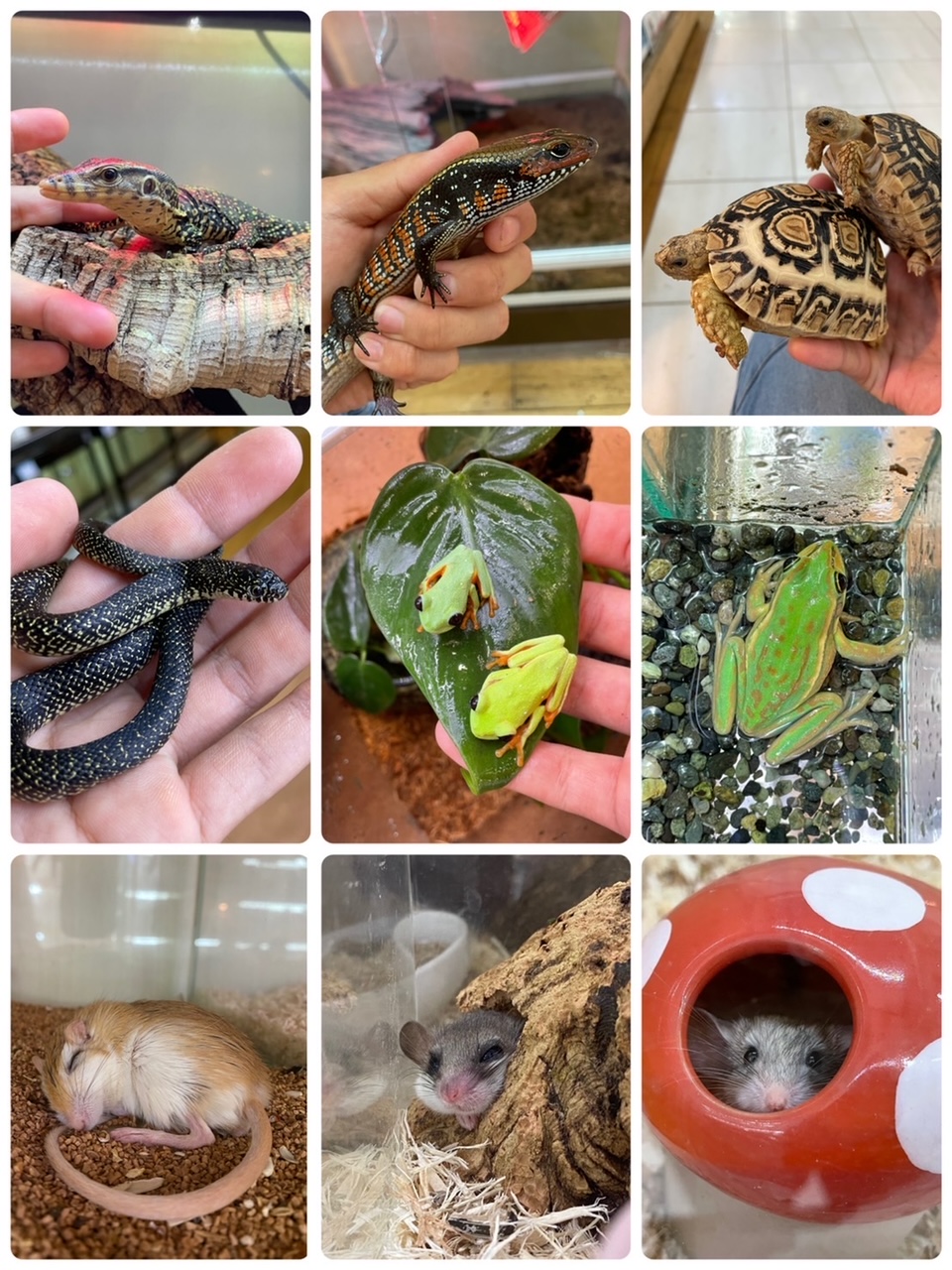 【春ペポニ】BIGレプお品書きブログ！！