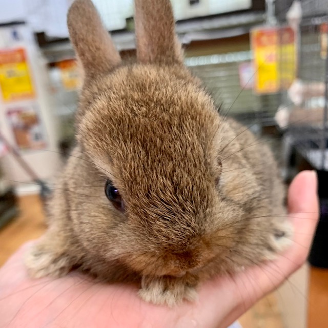 【春ペポニ】ちまちまネザー