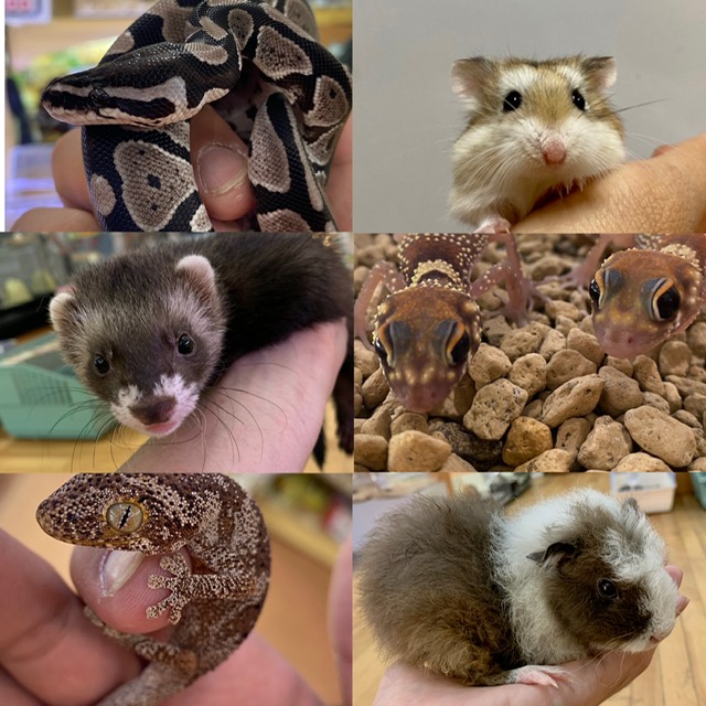 【春ペポニ】第2ブロック開始！